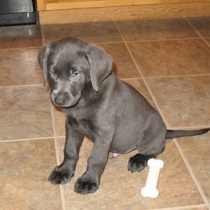 Meet your Posher, Ella